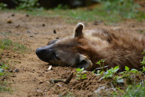 hyena sleep tired