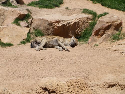 hyena safari bioparc