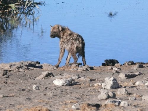 hyena animals african
