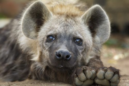 hyena cub close