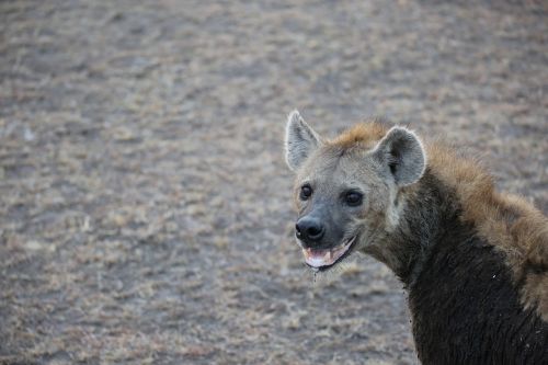 hyena wildlife safari