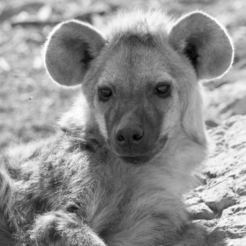 hyena hyenas baby namibia