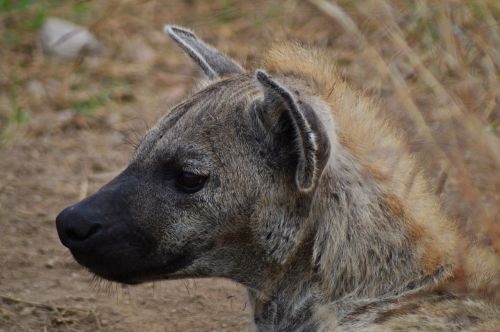 hyena africa wildlife