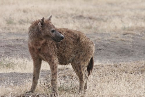 hyena  africa  serengeti