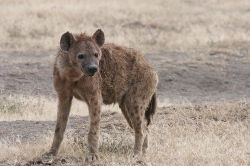 hyena  africa  wildlife