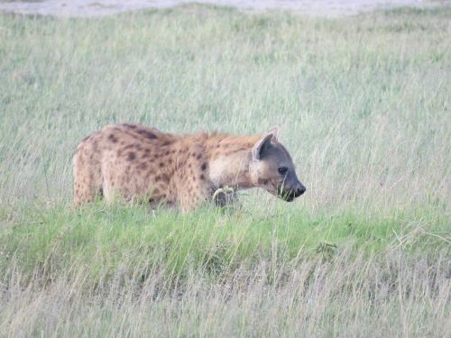 hyena africa wildlife