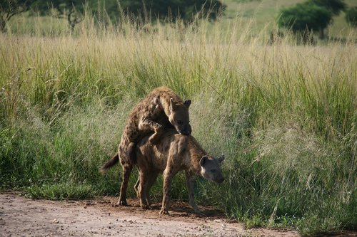 hyena  africa  pairing