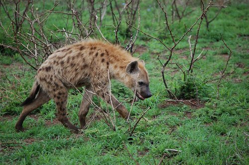 hyena  wild  africa