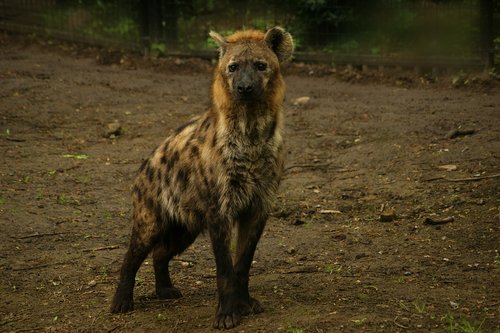 hyena  predator  animal