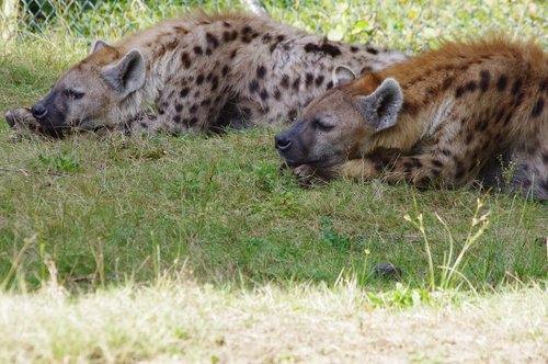 hyena  hyenas  grass