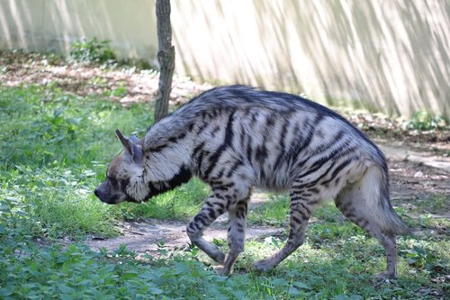 hyena  animal world  animal