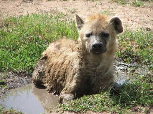hyena africa water hole
