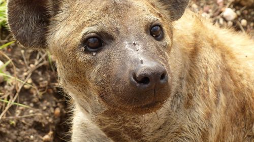 hyena tanzania africa