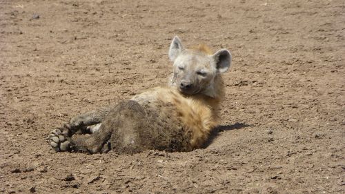 hyena animal portrait africa