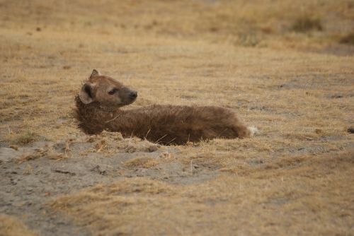 hyena ngorongoro safari