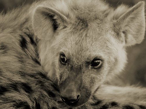 hyena cub  fear  afraid