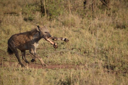 Spotted Hyena