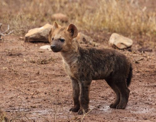 hyene puppy hyene wildlife