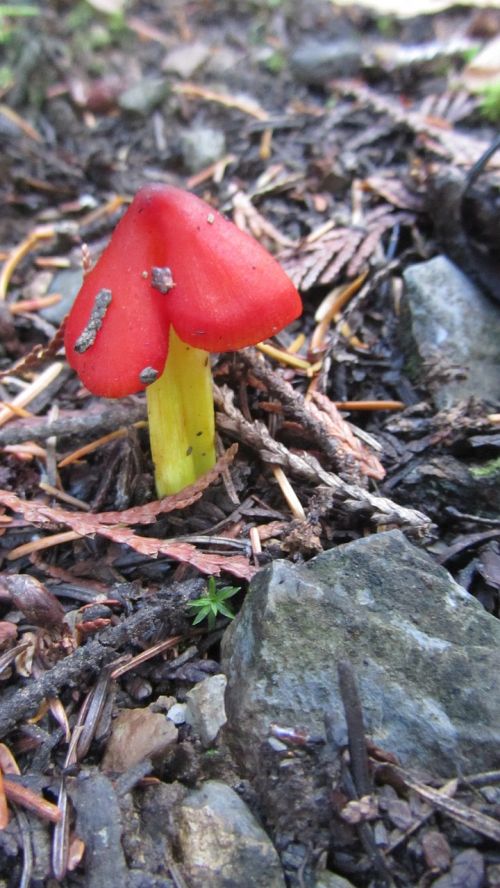 hygrocybe conica red blackening saftling