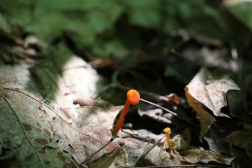 hygrophorus miniatus or mycena leaiana mushroom