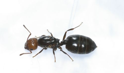 hymenoptera ant head