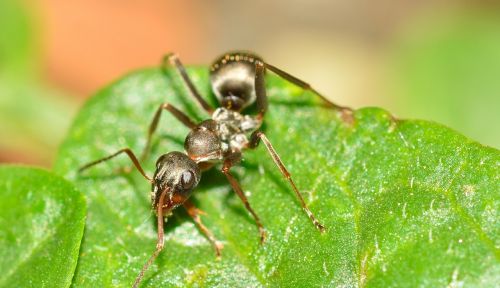 hymenoptera ant serviformica