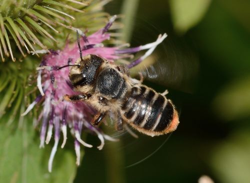 hymenoptera megachile centuncularis