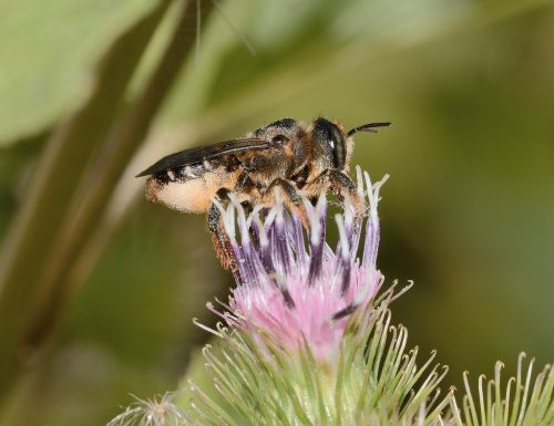 hymenoptera megachile centuncularis