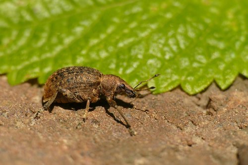 hypera zoilus  large clover-cocoon weevil  macro