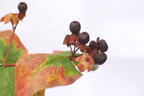 hypericum  berries  leaf