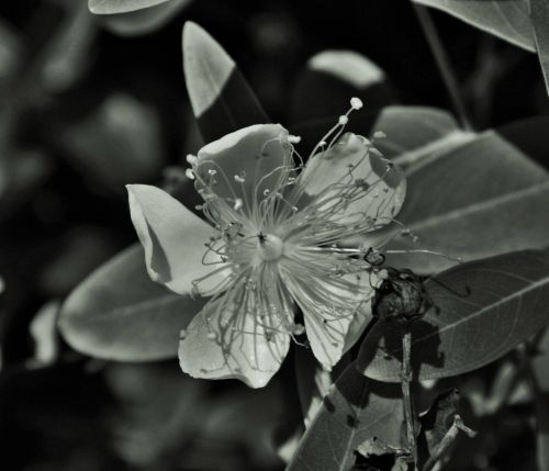 Hypericum In Black And White