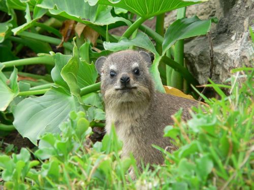 hyrax south africa nature