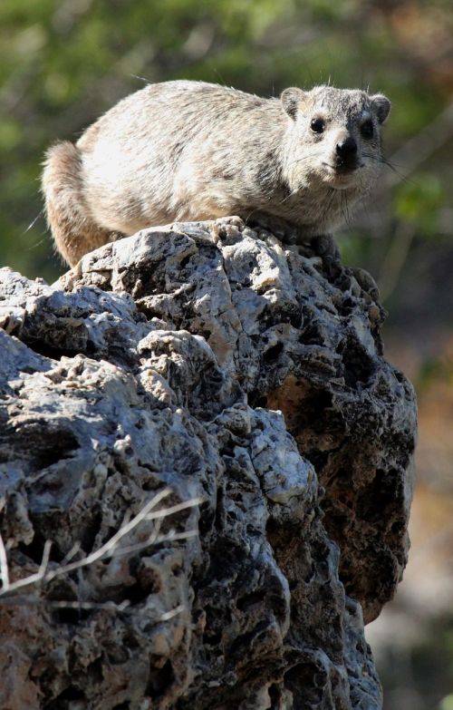 hyrax rock namibia