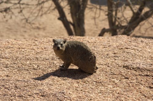 hyrax nager rodent