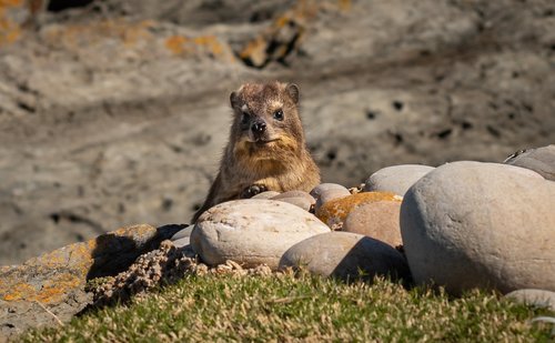 hyrax  south africa  coast