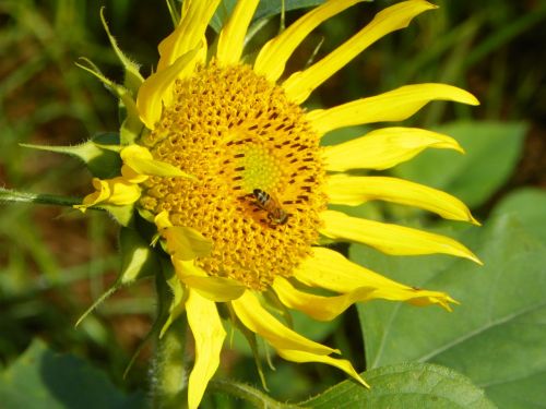 i bee sunflower