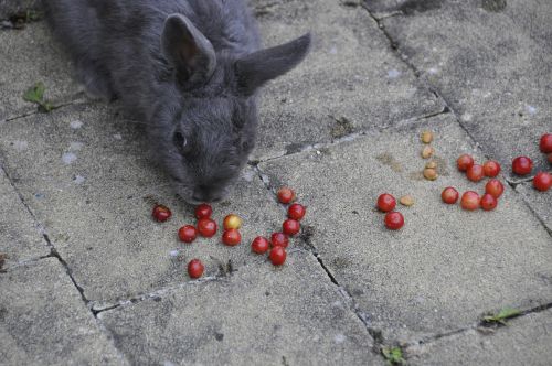 i love you rabbit cherries