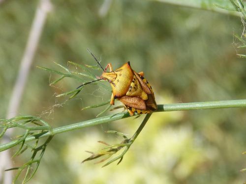 i pentatomid dolycoris baccarum beetle