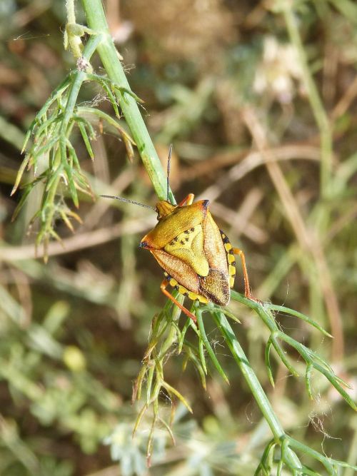 i pentatomid dolycoris baccarum beetle