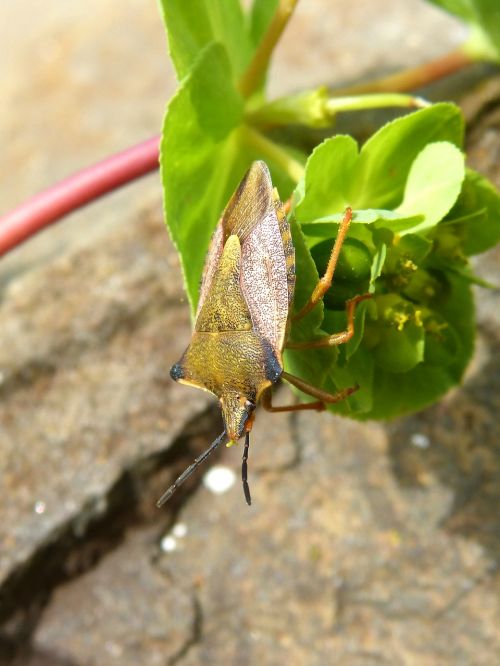 i pentatomid dolycoris baccarum beetle