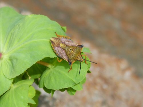 i pentatomid dolycoris baccarum beetle