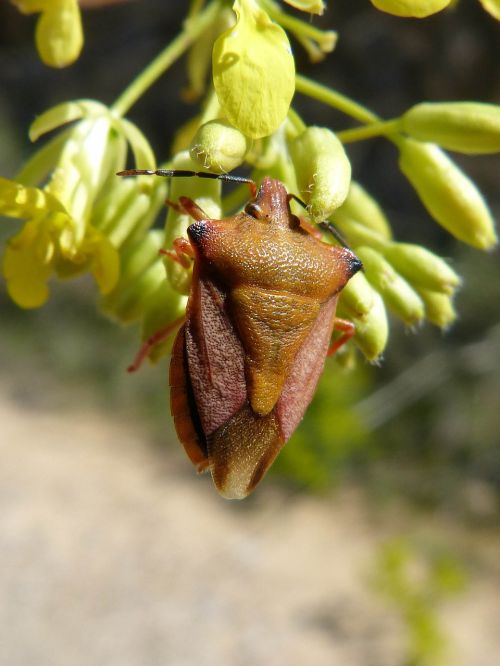 i pentatomid dolycoris baccarum beetle