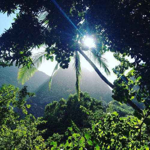 iao valley jungle forest