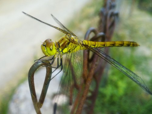 ibélula  yellow dragonfly  detail