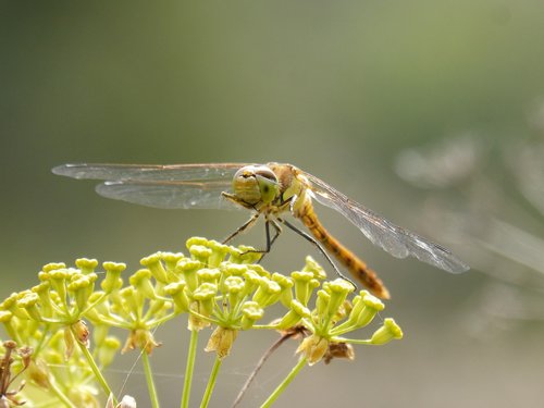 ibélula  yellow dragonfly  detail