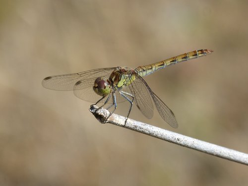 ibélula  yellow dragonfly  detail