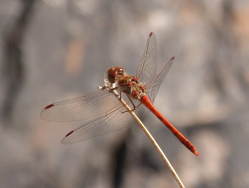 ibélula  red dragonfly  branch