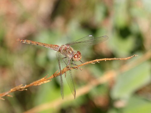 ibélula  yellow dragonfly  detail