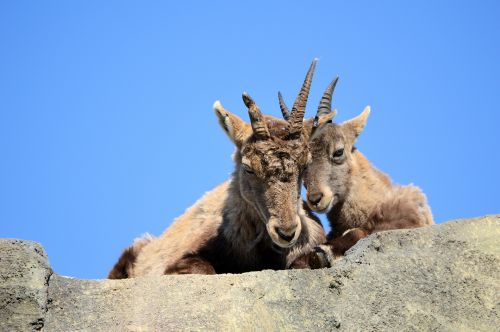 Ibex