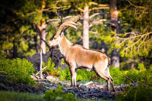 ibex nature animals